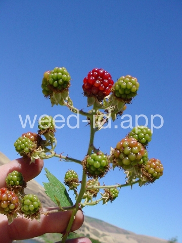 blackberry, Himalaya